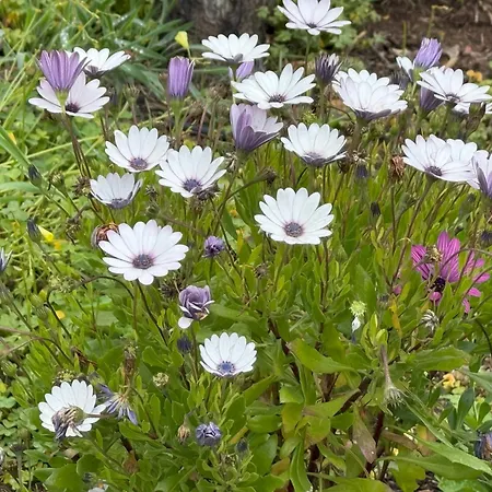 De La Montana - Chalet Santa Cruz de Tenerife